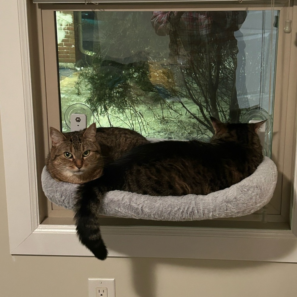 Cozy White Cat Window Perch